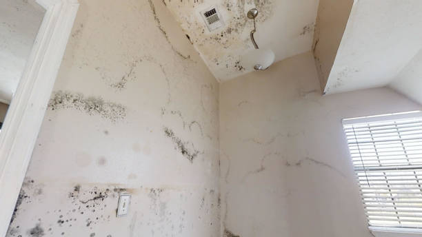 Best Forensic Mold Investigation  in Fairfax, CA