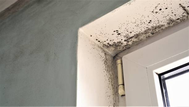 Best Basement Mold Removal  in Fairfax, CA