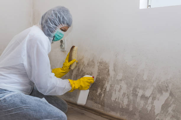 Best Commercial Mold Inspection  in Fairfax, CA