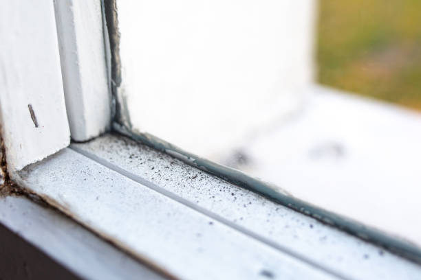 Best Environmental Consulting for Mold Prevention  in Fairfax, CA