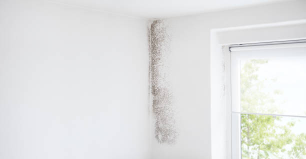 Best Air Quality Testing for Mold Spores  in Fairfax, CA