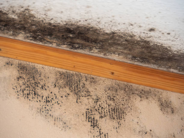Fairfax, CA Mold Removal Company