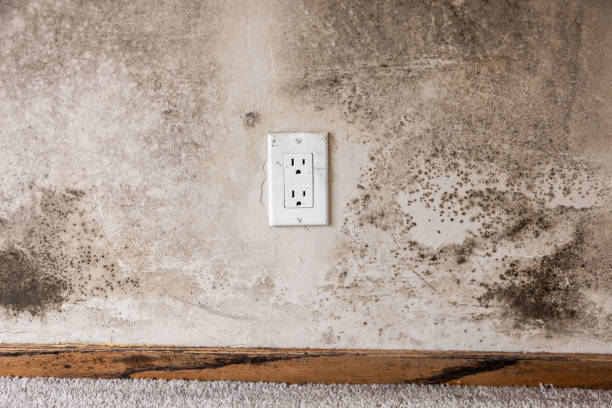  Fairfax, CA Mold Removal Pros