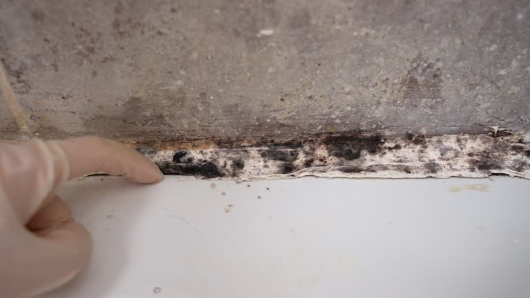 Best Crawl Space Mold Remediation  in Fairfax, CA